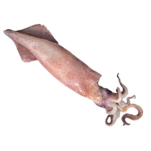 calamari