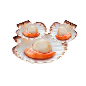 Scallops