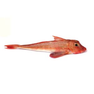 Red Gurnard