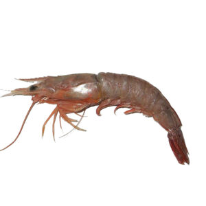 gambero Metapenaeus affinis