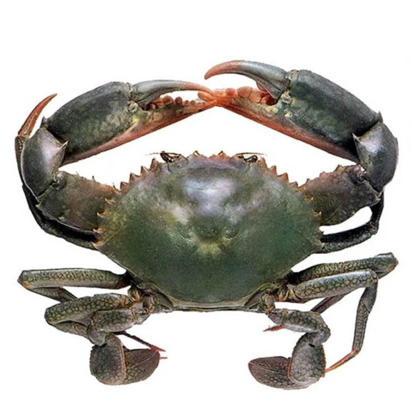 Crab | Sea World Distribution