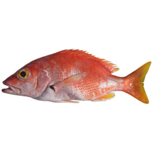 Pargo