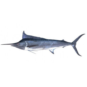 Black marlin