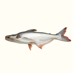 Pangasius