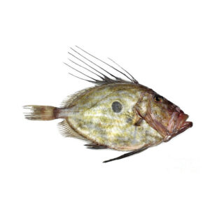 Pesce S. Pietro