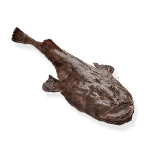 Monkfish