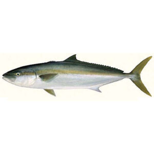 Yellow tail amberjack