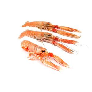 scampi