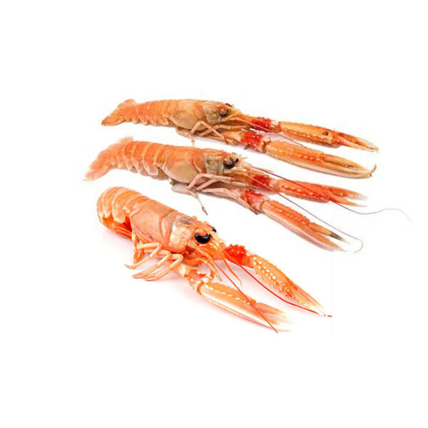 scampi