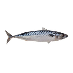 Mackerel