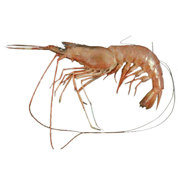 solenocera-melantho solenocera melantho