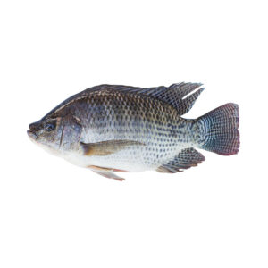 Tilapia