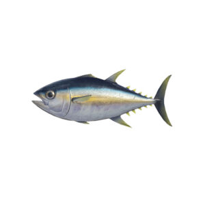 Tuna