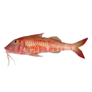 Red mullet