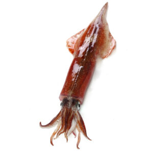 calamaro Heterololigo bleekeri