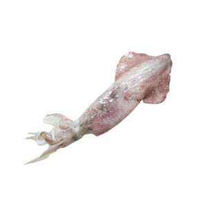 calamaro Loligo reynaudii