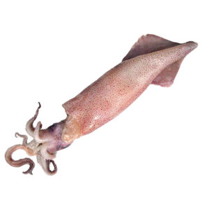 calamaro loligo vulgaris