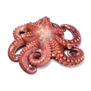 polpo octopus maya