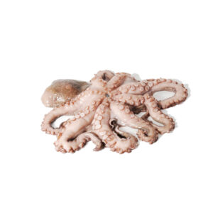polpo octopus membranaceus