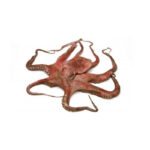 polpo octopus vulgaris