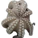 polpo octopus vulgaris morocco