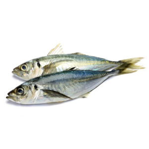 Horse Mackerel