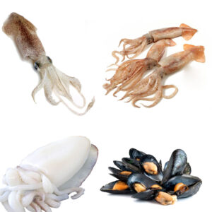 Mollusques