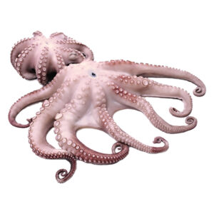 Octopus